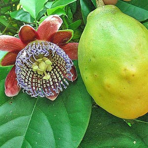 Passiflora alata | Winged-Stem Passion Flower | 5 Seeds