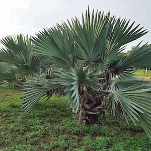 Brahea armata Blue Hesper Palm Gray Goddess 10 Seeds image 4