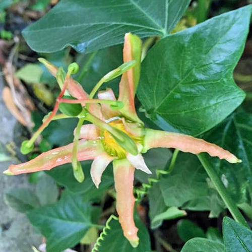 Passiflora herbertiana | 20 Seeds