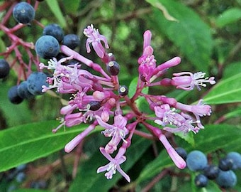 Fuchsia paniculata | Shrubby or Paniculate Fuchsia | 20 Seeds