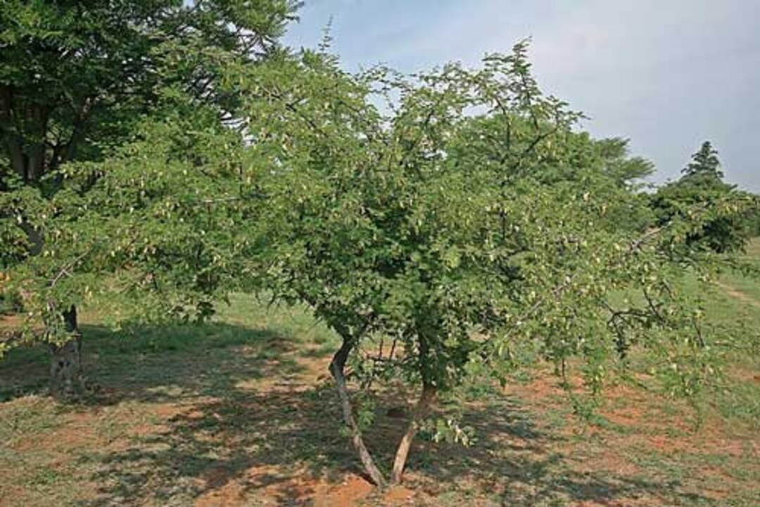 Buy Dichrostachys Cinerea Sicklebush Chinese Lantern Tree 20 Seeds  Online in India