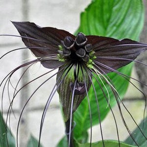 Tacca chantrieri | Black Bat Flower | Cats Whiskers | 50 Seeds