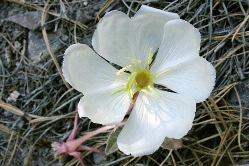 Oenothera caespitosa Fragrant, Tufted or White Evening-Primrose 10 Seeds image 2