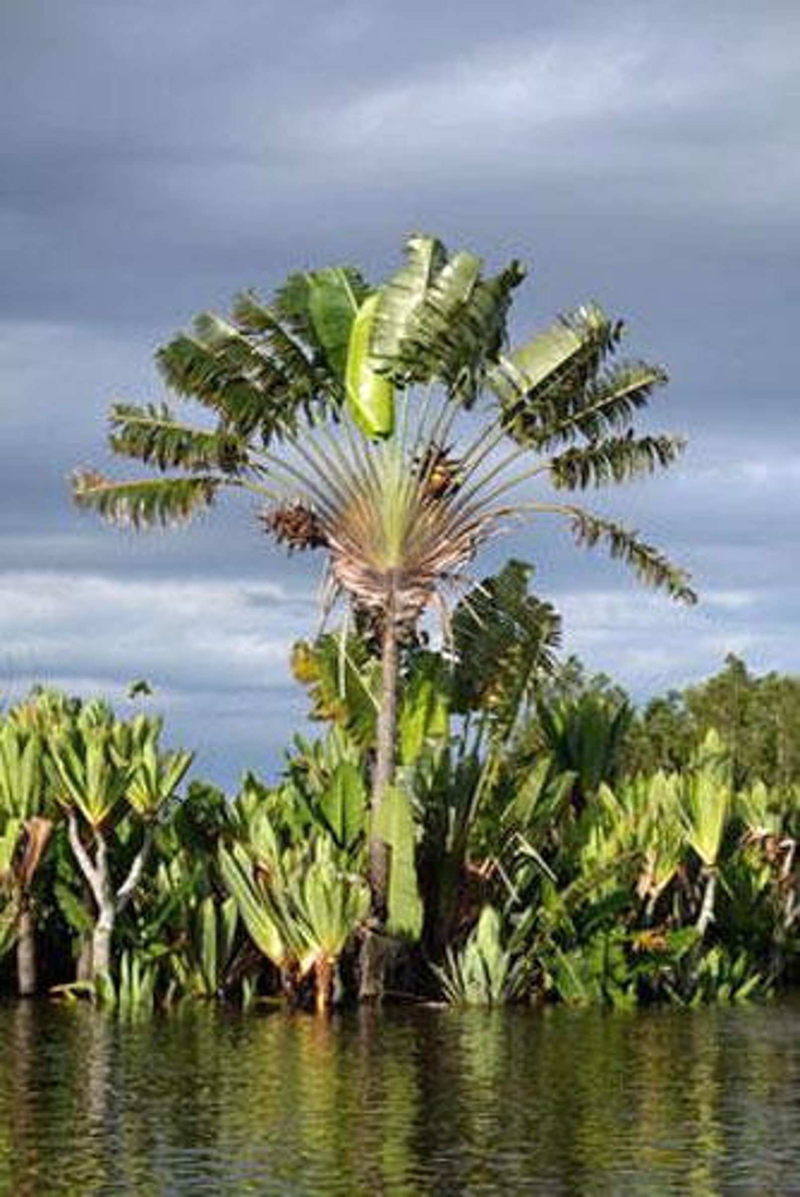 Ravenala Madagascariensis Fan Plantain Travellers Palm 10 Seeds - Etsy