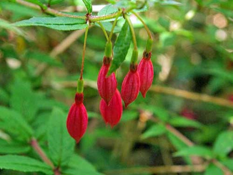 Fuchsia bracelinae 20 Seeds image 5