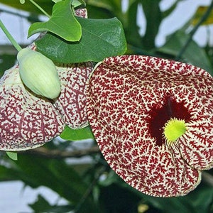 Aristolochia elegans | Elegant Dutchmans Pipe | Calico Flower | 40 Seeds