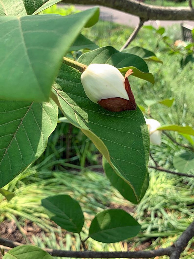 PlantFlowerSeeds Magnolia sieboldii - Thumbnail 5