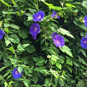 Ipomoea purpurea | Purple or Tall Morning Glory | 10 Seeds image 2
