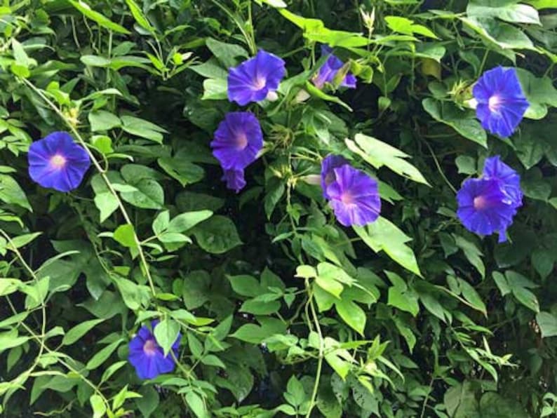 Ipomoea purpurea | Purple or Tall Morning Glory | 10 Seeds image 2