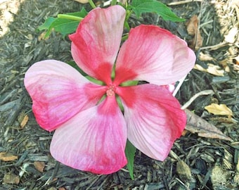 Hibiscus moscheutos | Turn of the Century | Hardy Hibiscus | 10 Seeds