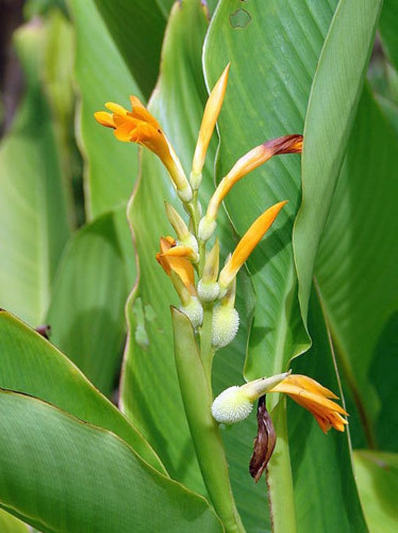 Canna Jaegeriana | Orange Canna Lily | 10 Seeds - Etsy