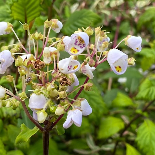 ブセファランドラ aurantiitheca variegata 大型 - メルカリ