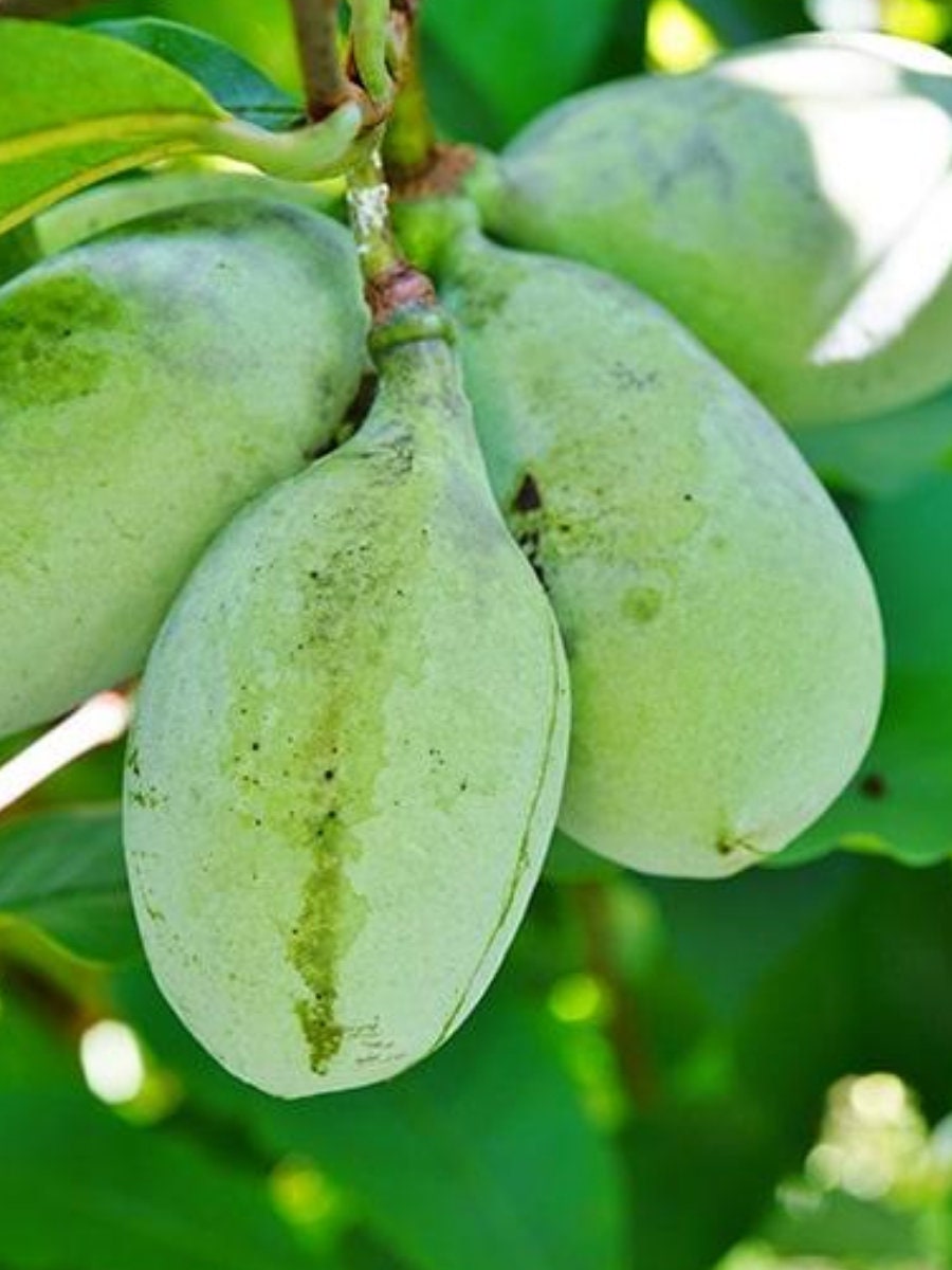 50 Paw Paw Fruit Seeds - Green, Easy To Grow Bonsai For Indoors Or Outdoors