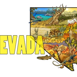 Nevada Nature Illustration Map