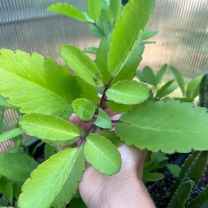 TWO PLANTS (** in one pot) Leaf of Life, Miracle Plant, Kalanchoe Pinata Bryophyllum, Medicinal Plant, Rare Plant