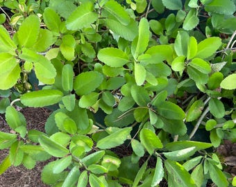 May include: A lush Kalanchoe pinnata plant featuring numerous vibrant green, succulent leaves with serrated edges. The plant displays a dense cluster of stems and foliage, showcasing a variety of leaf sizes and shades of green throughout the growth.
