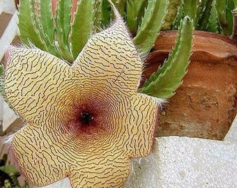 Starfish Flower Cacti | Stapelia Grandiflora | Rare Succulent | Live Plant | Indoor Plant | House Plant