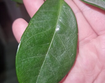 ZZ Plant Single Leaf Cutting Unrooted x1