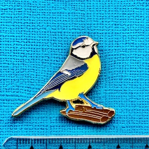 Blaumeise Blue Tit Bild 5