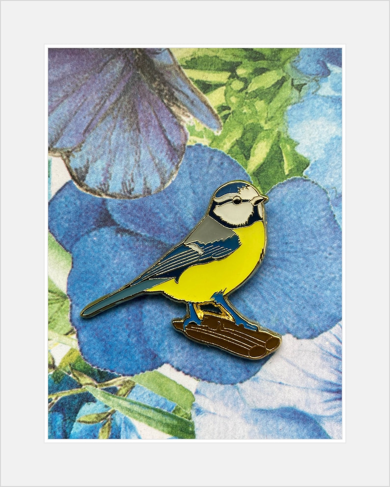 Blaumeise Blue Tit Bild 1