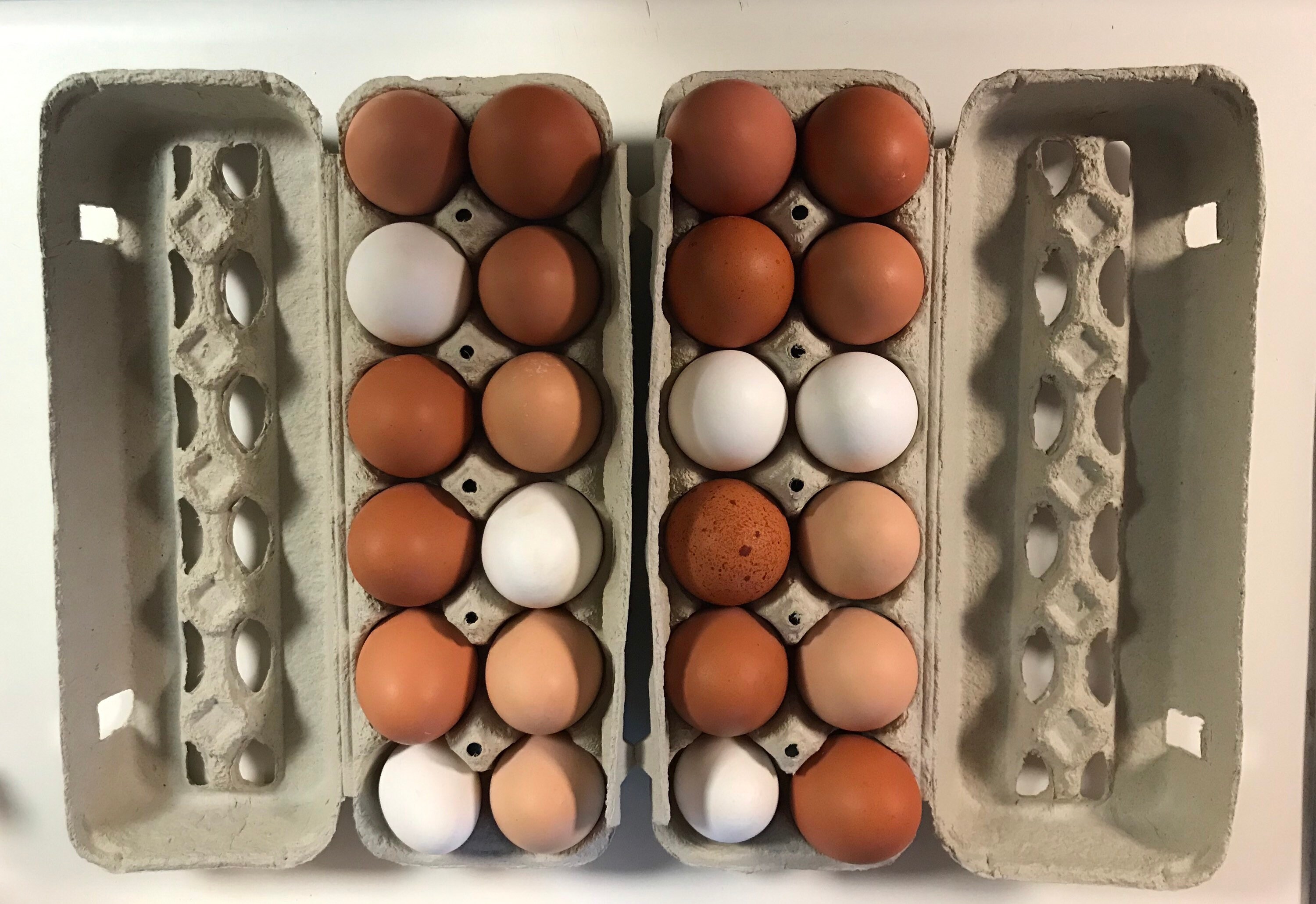 How Long Do Free Range Chicken Eggs Last at Alice Revilla blog