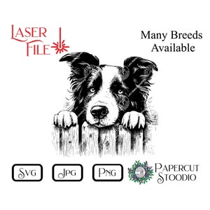 May include: Black and white line art illustration of a Border Collie dog peeking over a wooden fence. The dog is looking to the right of the image. The text "Many Breeds Available" is in the upper right corner of the image. The text "Laser File" is in the upper left corner of the image. The image also includes the text "SVG", "JPG", "PNG", and "Papercut Stoodio".