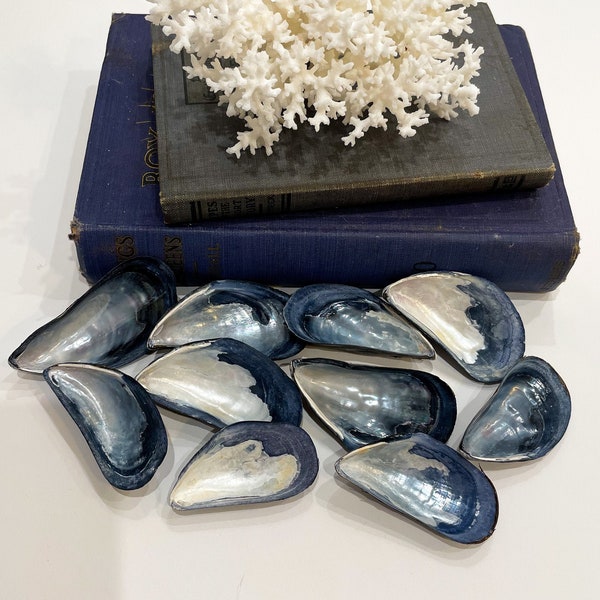 Mussel Shells - Medium