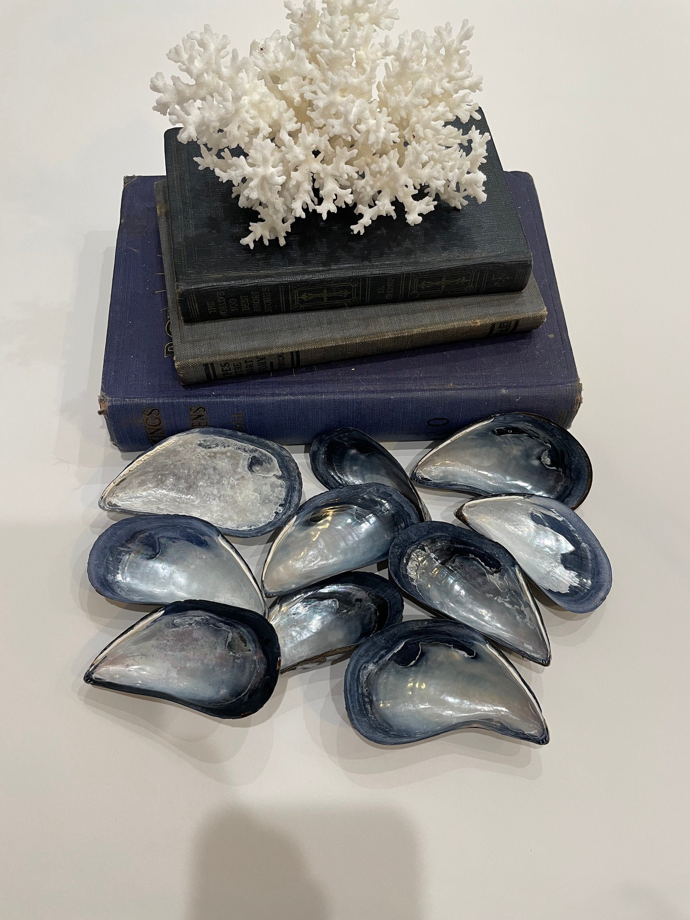 Mussel Shells Large Etsy