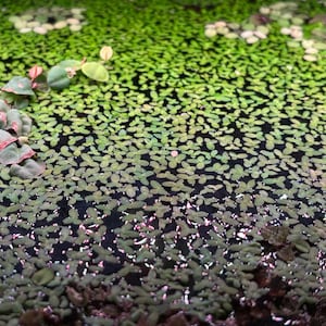May include: Close-up of a body of water covered in small, green, oval-shaped plants. Some plants have pink and green leaves. The water is dark, creating a contrast with the bright green plants. The image is well-lit and detailed.