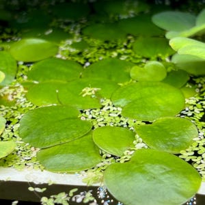 May include: Close-up of aquatic plants with large, round, bright green leaves floating on the water's surface. Tiny green plants fill the spaces between the larger leaves, creating a textured, natural pattern. The image is well-lit, highlighting the vibrant green hues.