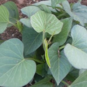 Okinawa Sweet Potato Cuttings / Slips - Ready to Plant! - Organic