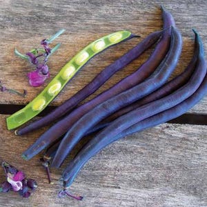 Haricots violets - enracinés et prêts à planter ! - Biologique