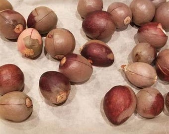 Nutritional the Secrets of Avocado Seeds