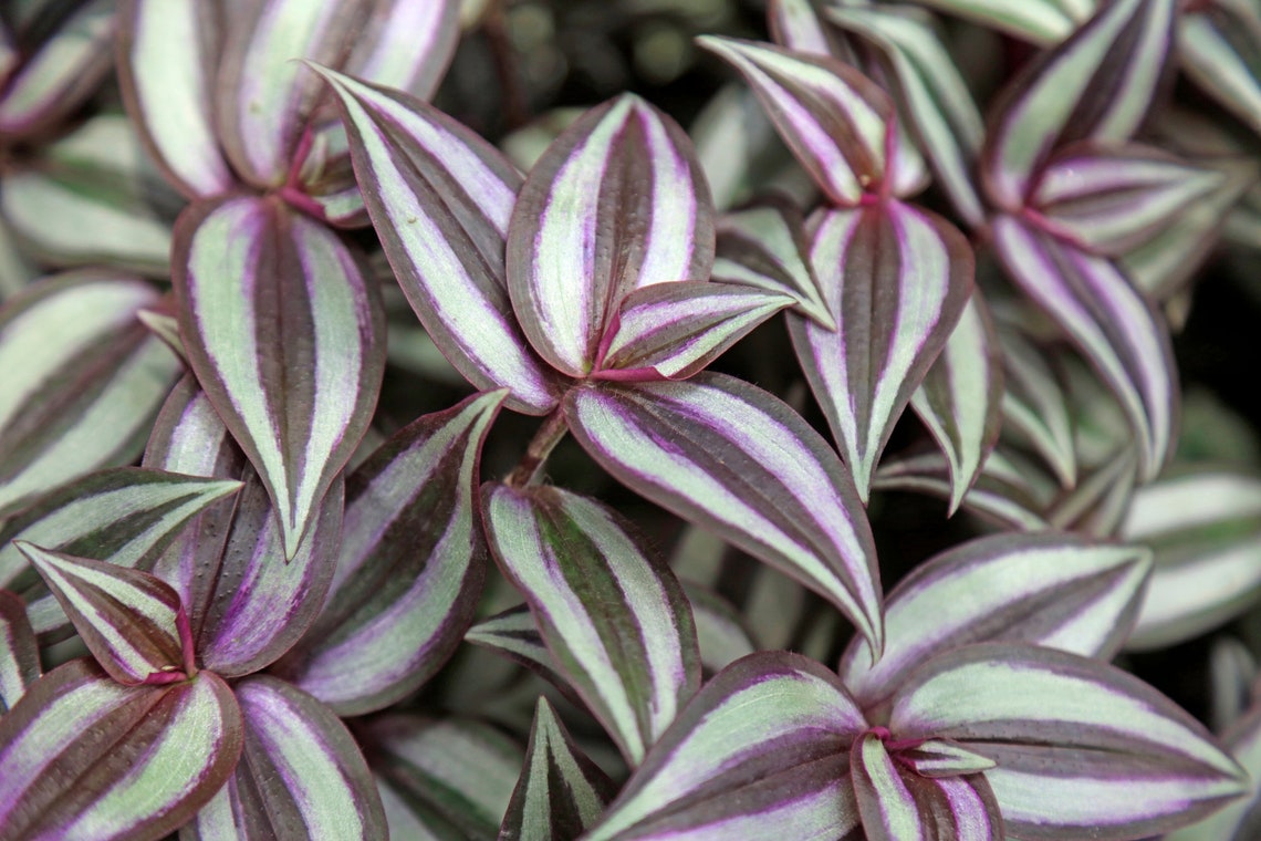 Wandering Jew Healthy Indoor / Outdoor Plant Etsy