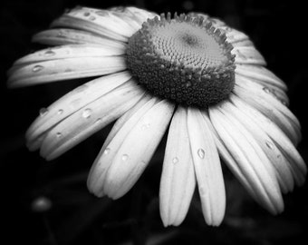 Black and white photography, black and white flower, black and white print, black and white photo, wall art, wall decor, daisy art print