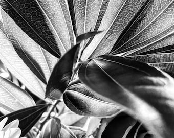 Black and white photo prints, black and an white photography, black and white photography prints, wall art, wall decor, Leaves