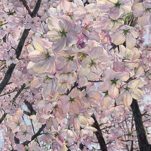 Cherry Blossom Watercolor, Sakura - Fine Art Print of Painting - 11x14 inches in 16x20 mat