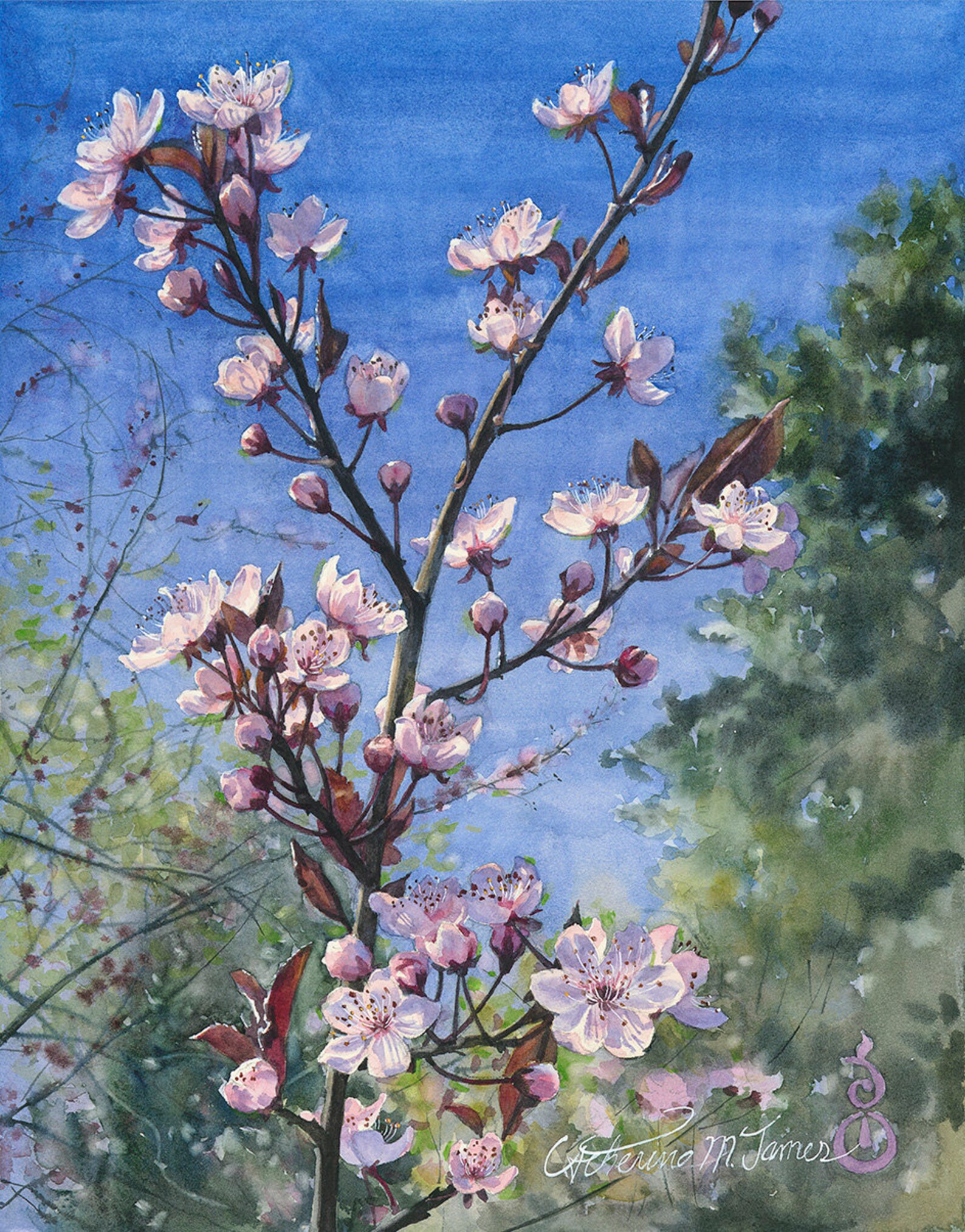 Spring Garden Plum Blossoms Fine Art Print of Watercolor - Etsy