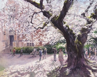 Cherry Blossoms, University of Washington, Seattle - Fine Art Print of Watercolor Painting, 12x12 inches in 16x16 mat
