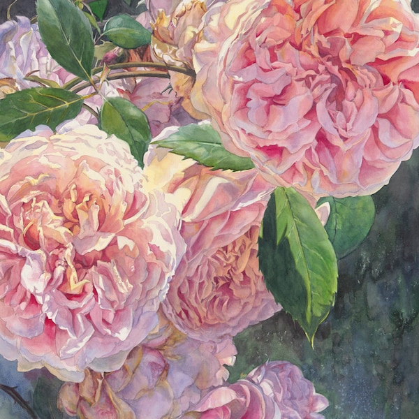 David Austin English Roses - Fine Art Print of Watercolor Painting