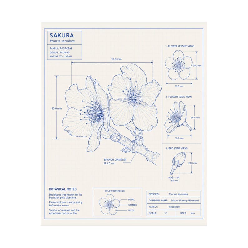Sakura Cherry Blossom Technical Diagram Matte Poster | Botanical Art ...