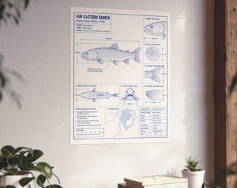 Far Eastern Taimen Fish Technical Diagram Matte Poster | Ichthyology Wall Art