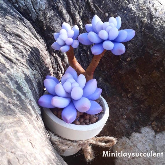 Handgemachte sukkulente Zimmerpflanze, Ton lila Sukkulenten Pflanze, Mini  knstliche Pflanzentopf, niedliche Pflanze auf dem Schreibtisch,  Frhlingssukkulente fr Mutter Geschenk - Etsy.de