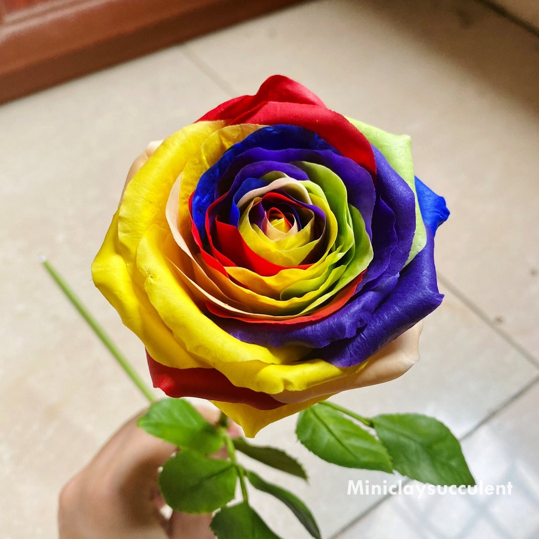 rainbow-rose  IMG-1620.heic?v=1717444001&
