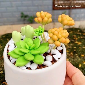 Medium succulents pot, Sedum rubrotinctum, Hoya Kerrii, Cute desk plant office, Fake Plant indoor, Unique succulents decor, Gifts plant mom
