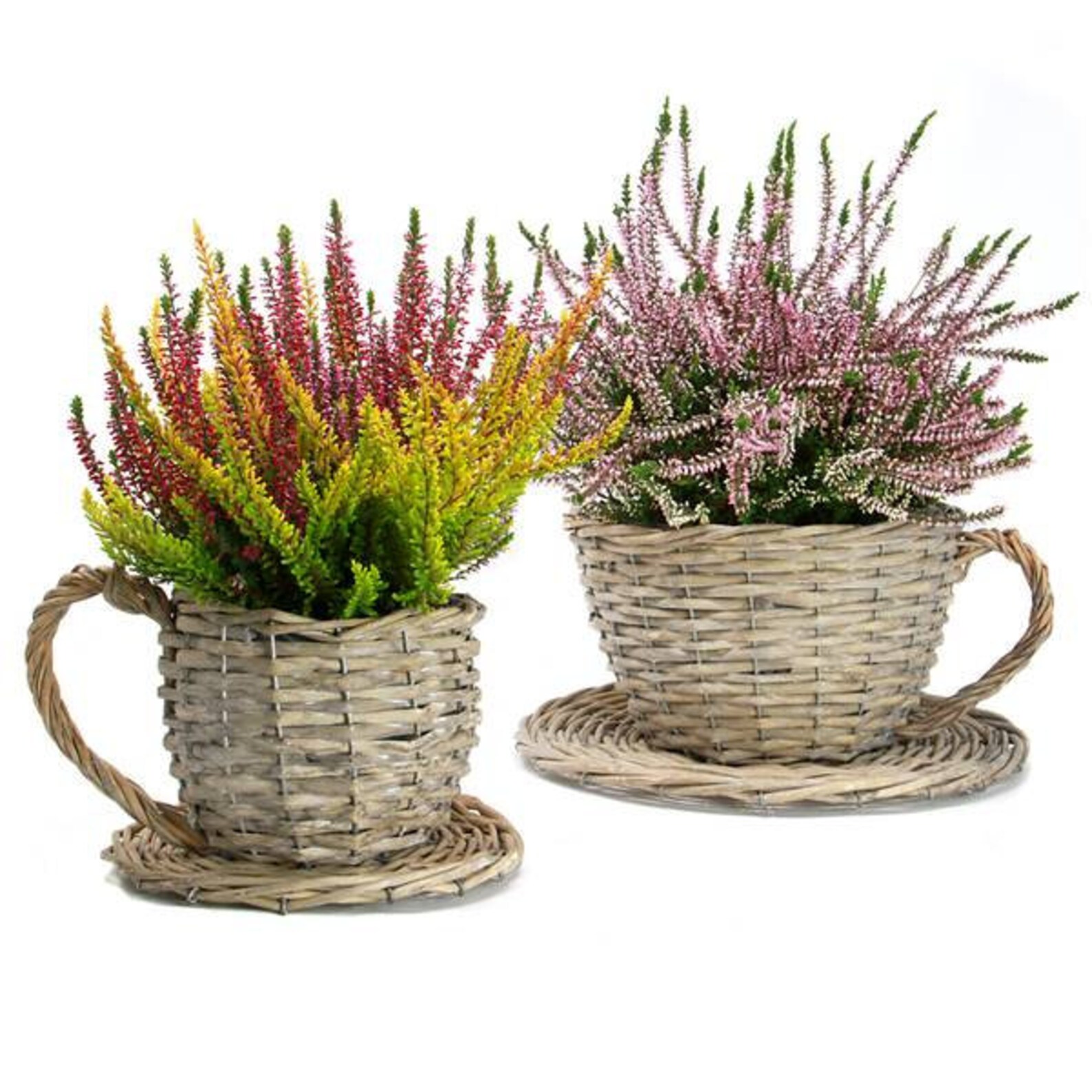 Teacup plant pot uk torrents Teacup plant pot uk torrents download dead rising 3 tpb torrents