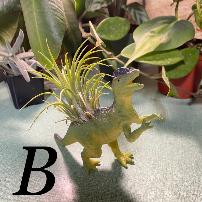 Dinosaur Holder w Air Plant Tillandsia Colorful and cute perfect gift office plant easy to care for fun plant decor