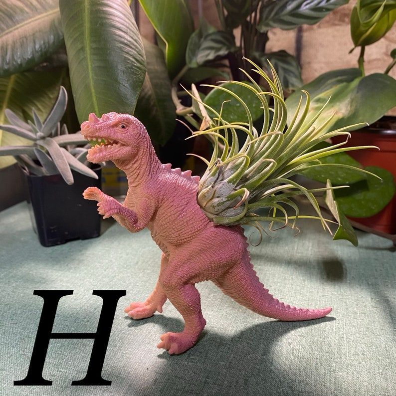 Dinosaur Holder w Air Plant Tillandsia Colorful and cute perfect gift office plant easy to care for fun plant decor