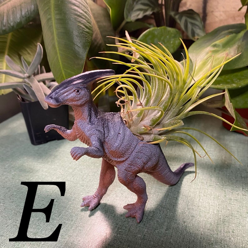 Dinosaur Holder w Air Plant Tillandsia Colorful and cute perfect gift office plant easy to care for fun plant decor