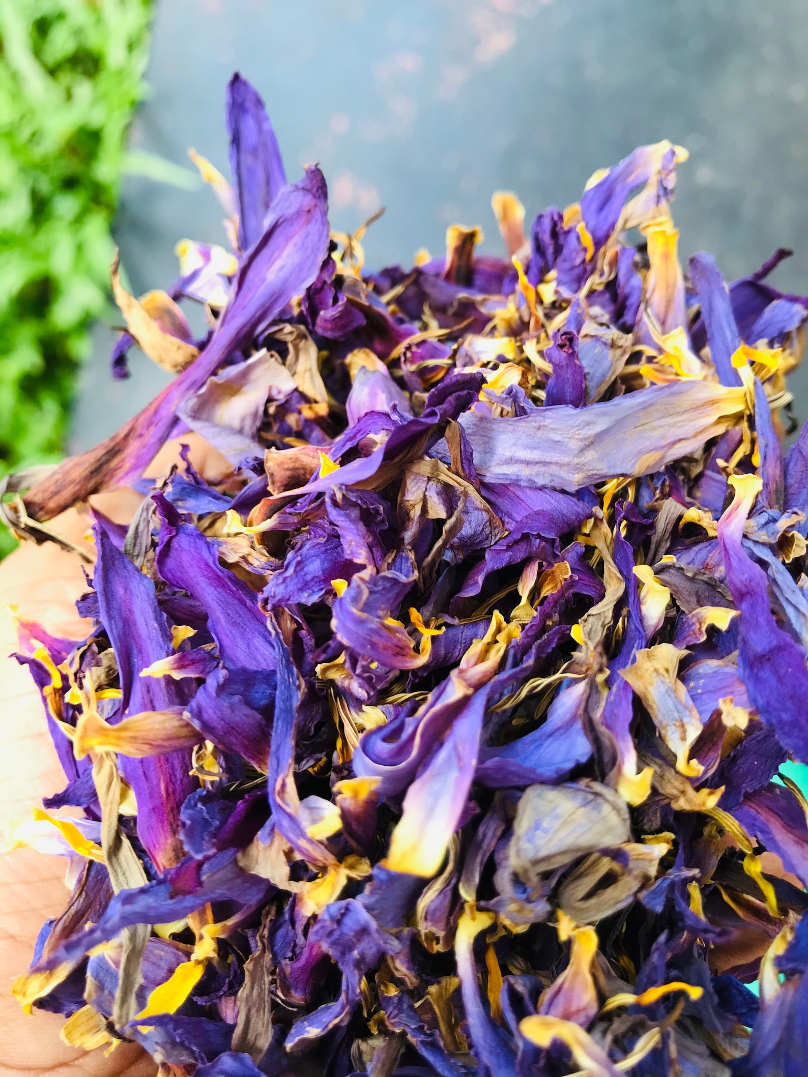 Blue Lotus Flower Petals Herb Tea Dried Nymphaea Caerulea Etsy